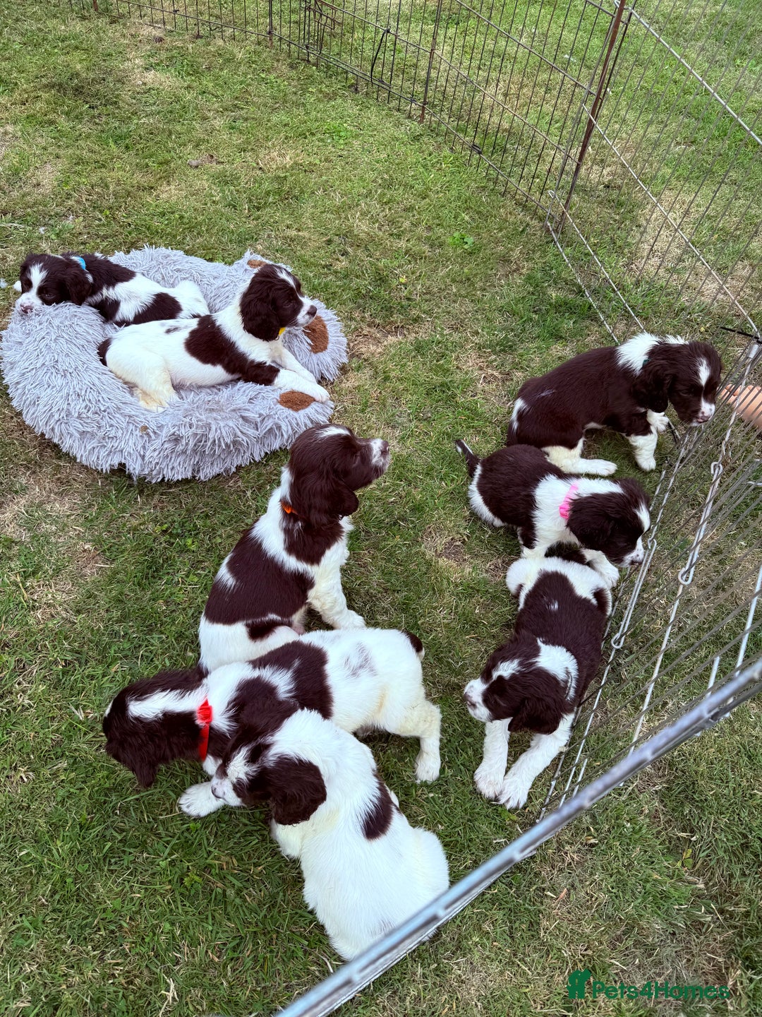 English Springer Spaniel dogs for sale: Springer spaniel pups  - Image 3