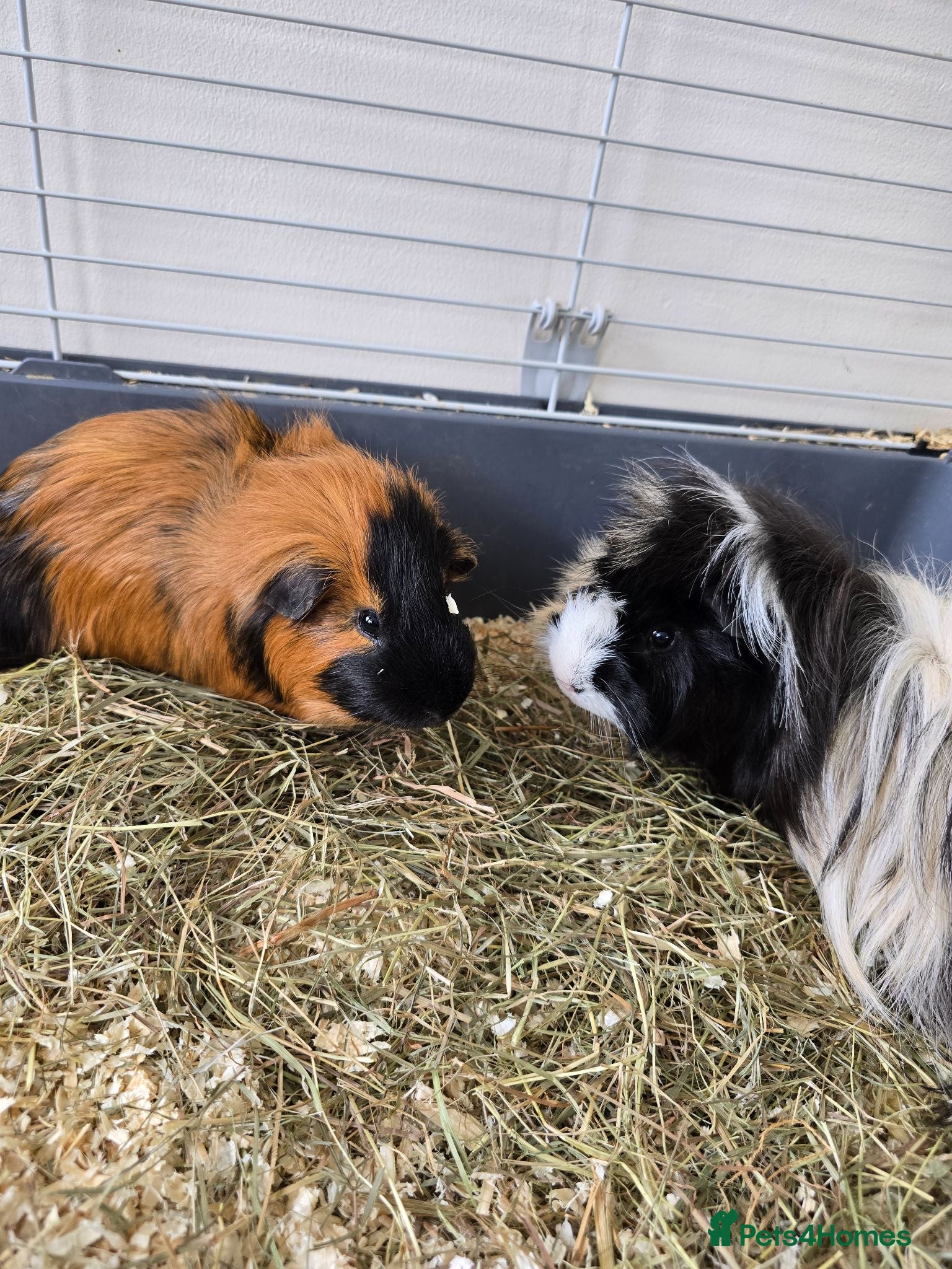 Guinea Pig rodents 2 MALES & FEMALE  - Advert 1