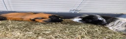 Guinea Pig rodents for sale: 2 MALES & FEMALE  - Advert 1