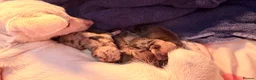 Chihuahua dogs for sale: Chihuahua puppies  - Advert 2