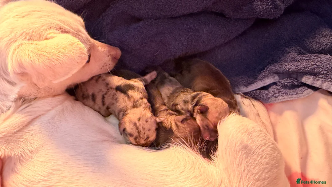 Chihuahua dogs for sale: Chihuahua puppies  - Advert 2