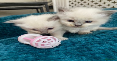 Ragdoll cats 1 boy and 1 gil available  - Advert 1