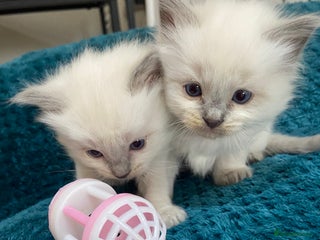 Ragdoll cats 1 boy and 1 gil available - Advert 15