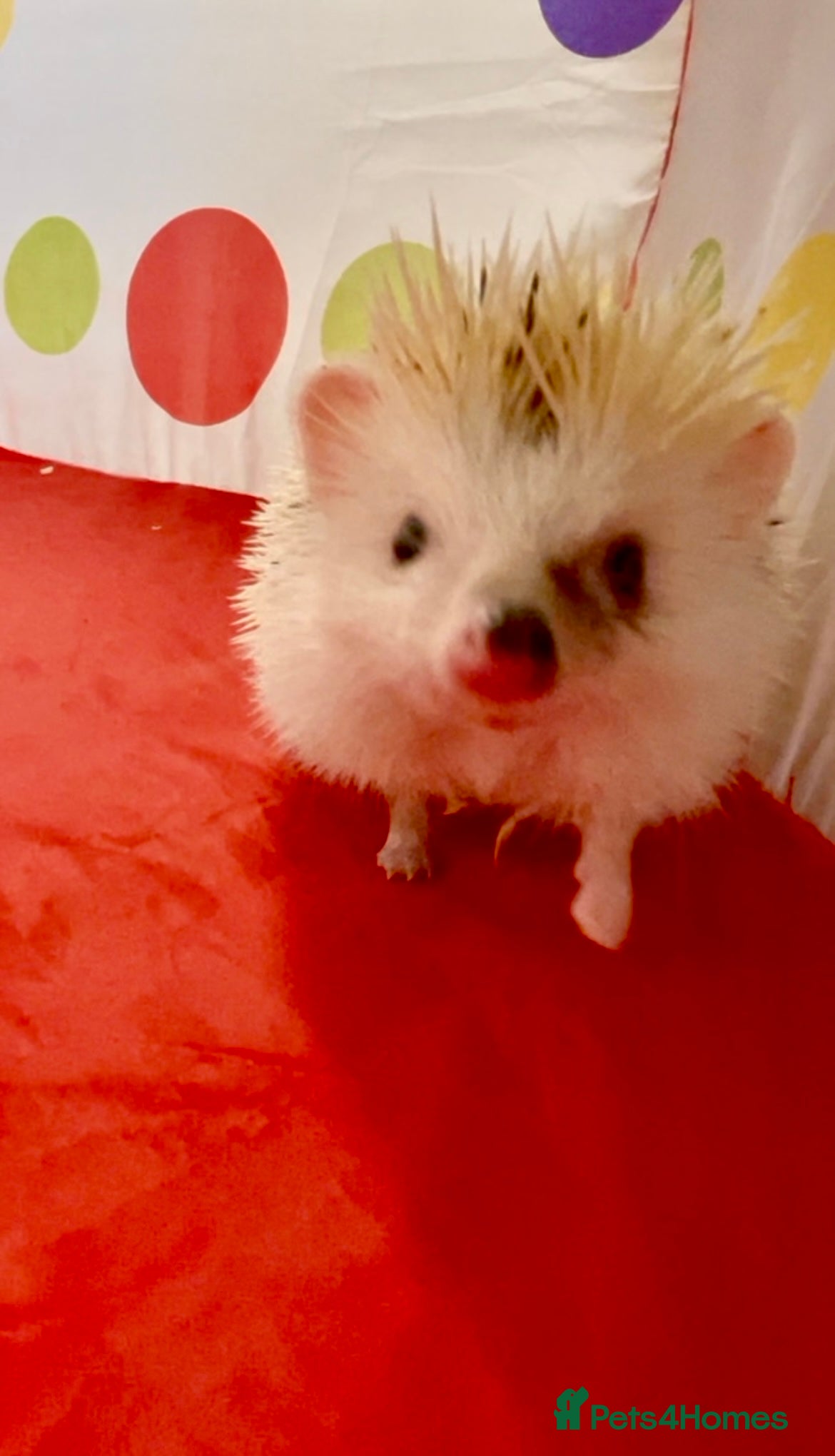Pygmy Hedgehog rodents Lovely Young Adult Male African Pygmy Hedgehogs  - Advert 1