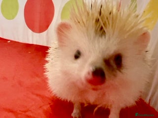 Pygmy Hedgehog rodents Lovely Young Adult Male African Pygmy Hedgehogs - Advert 1