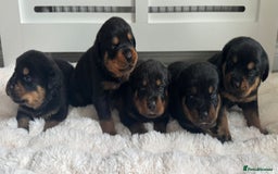 Rottweiler dogs for sale: Chunky Rottweiler pups  - Image 1