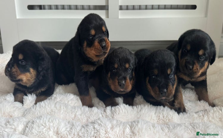 Rottweiler dogs - Advert 1