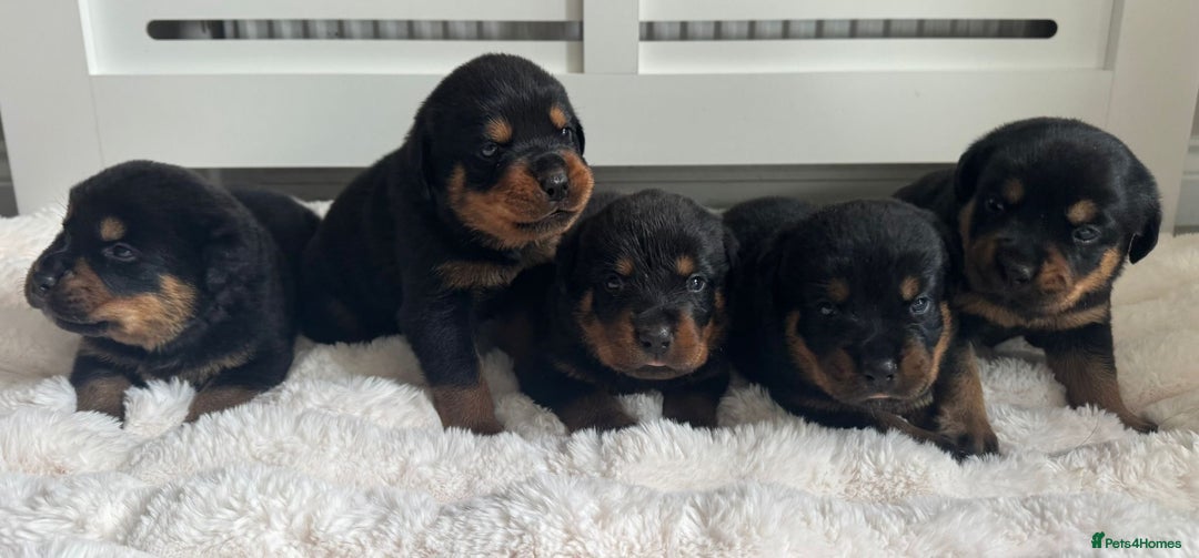 Rottweiler dogs for sale: Chunky Rottweiler pups  - Image 1