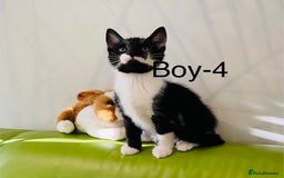 Mixed Breed cats for sale: Beautiful ,clever ,healthy village Kittens - Image 25