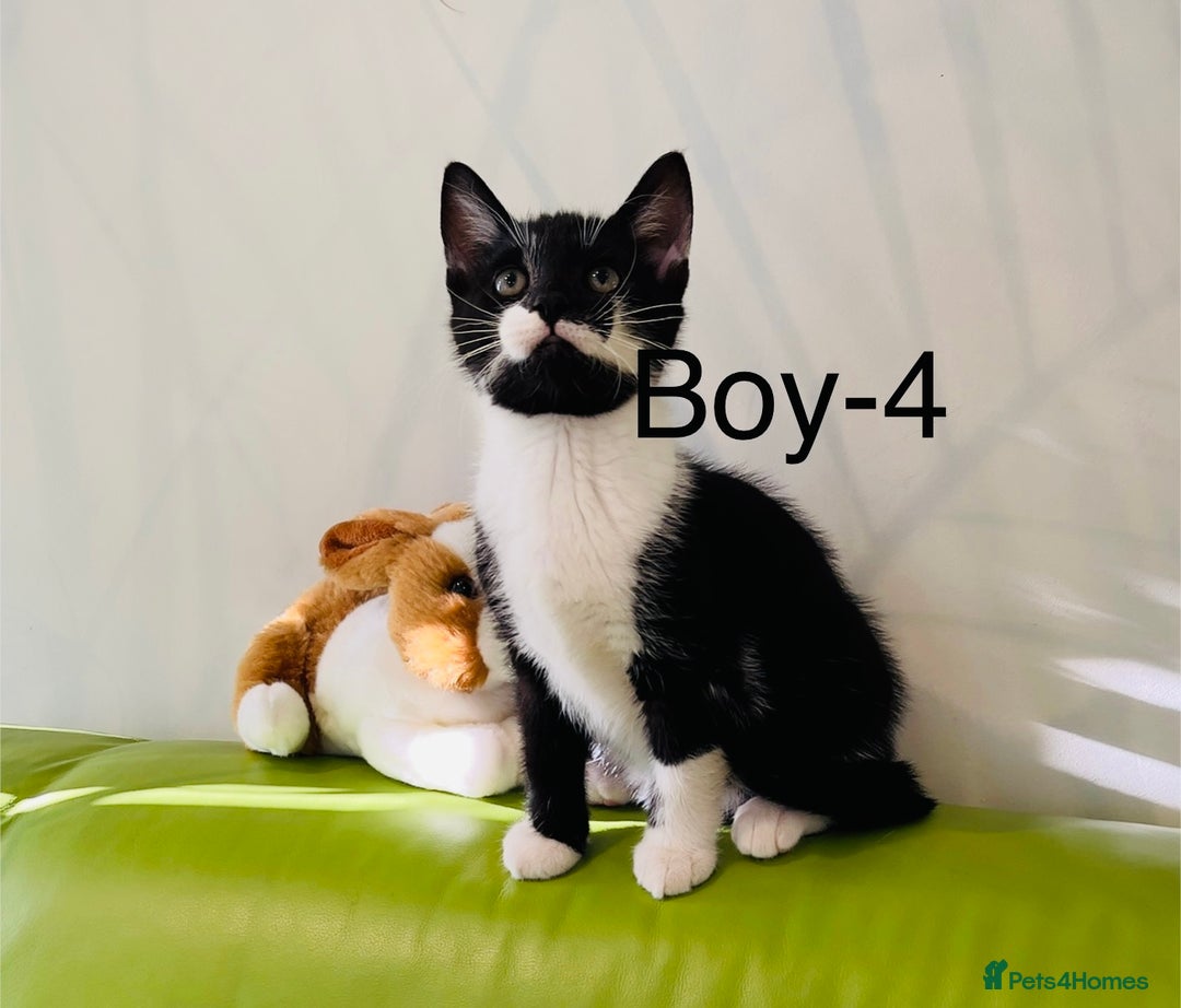 Mixed Breed cats for sale: Beautiful ,clever ,healthy village Kittens - Image 25
