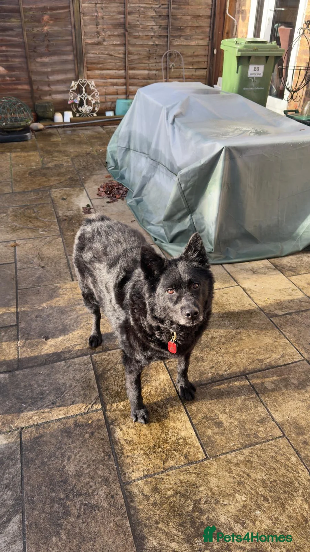 Mixed Breed dogs for adoption: Meet Handsome Jensen - Advert 3