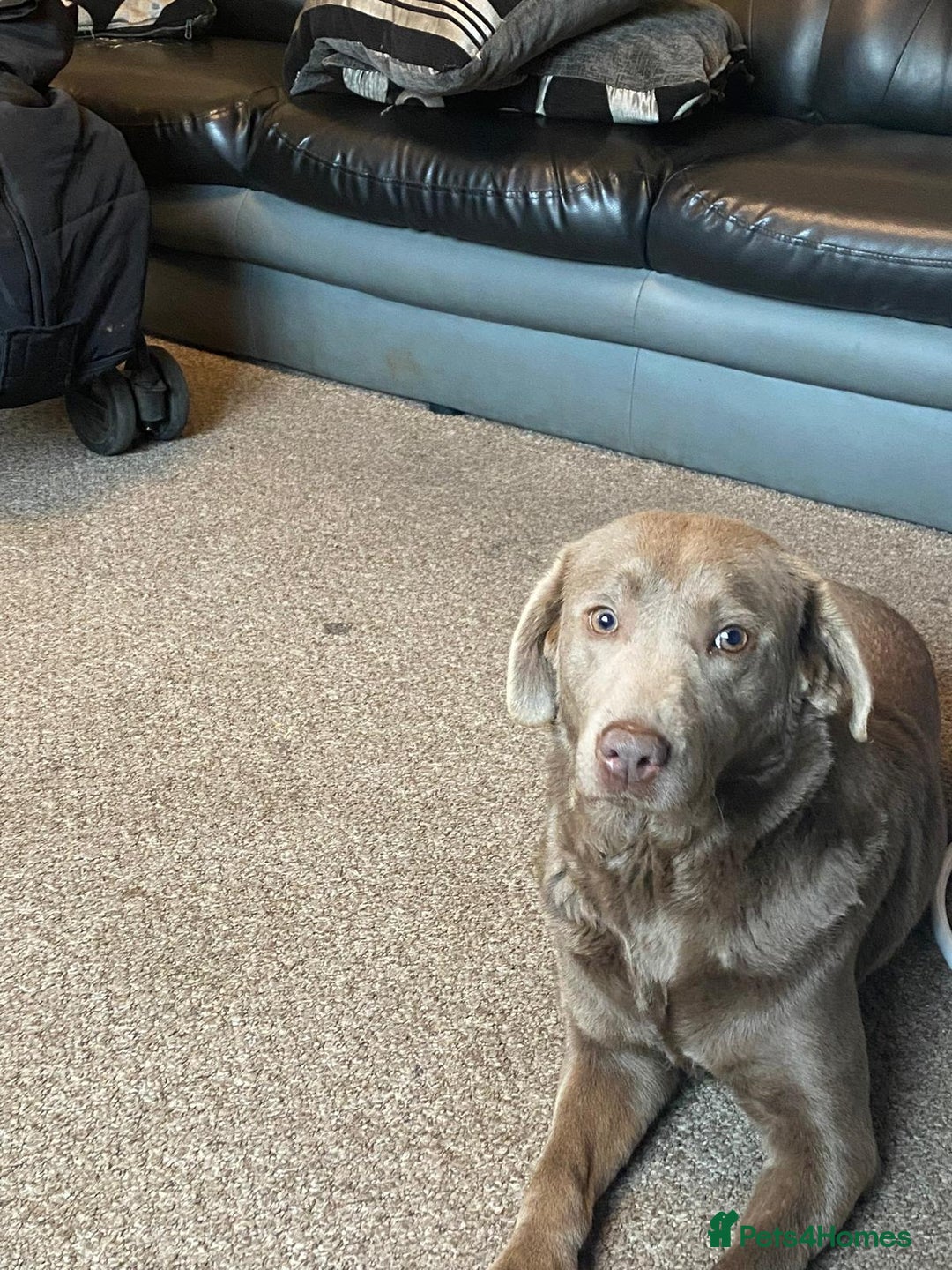 Labrador Retriever dogs for sale: Beautiful litter of sliver  Labrador puppies - Advert 6