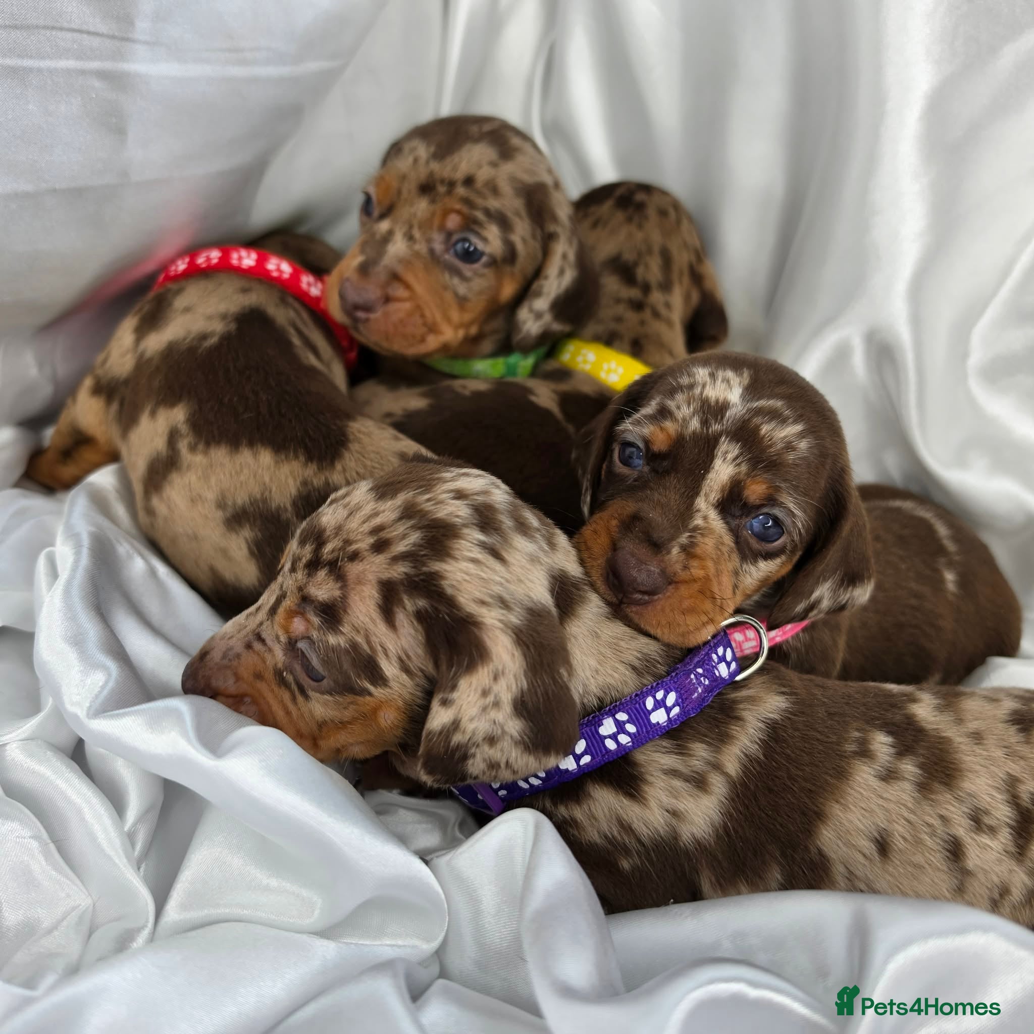 Dachshund dogs Beautiful Dapple Dachshund Puppies - Advert 1
