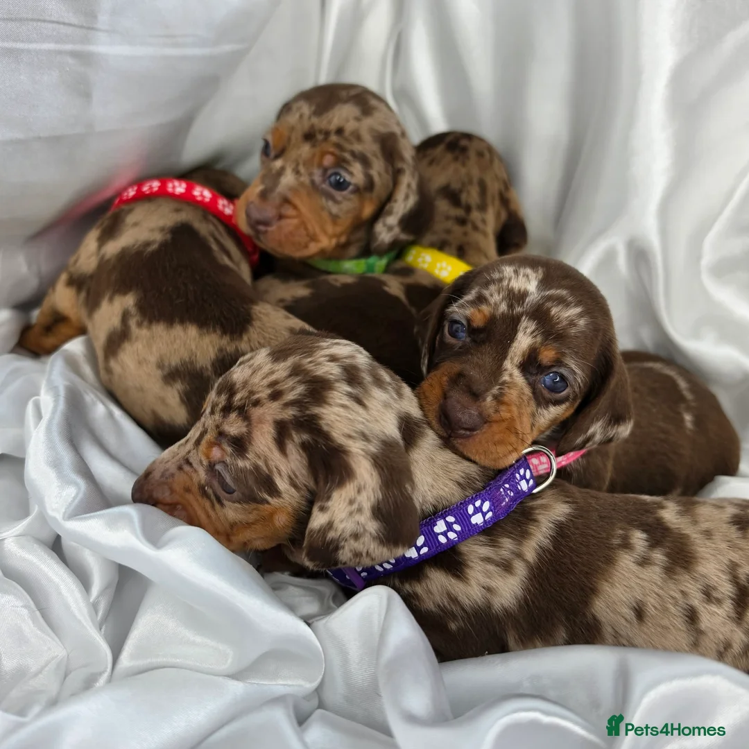 Dachshund dogs for sale: Beautiful Dapple Dachshund Puppies - Advert 1