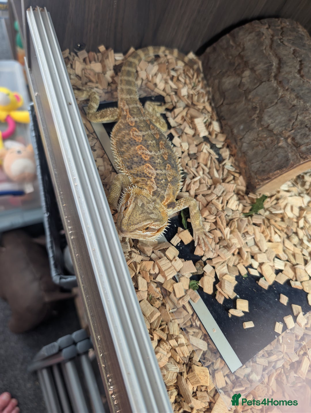 Bearded Dragon reptiles for sale: Male and female bearded dragon for sale  - Image 3