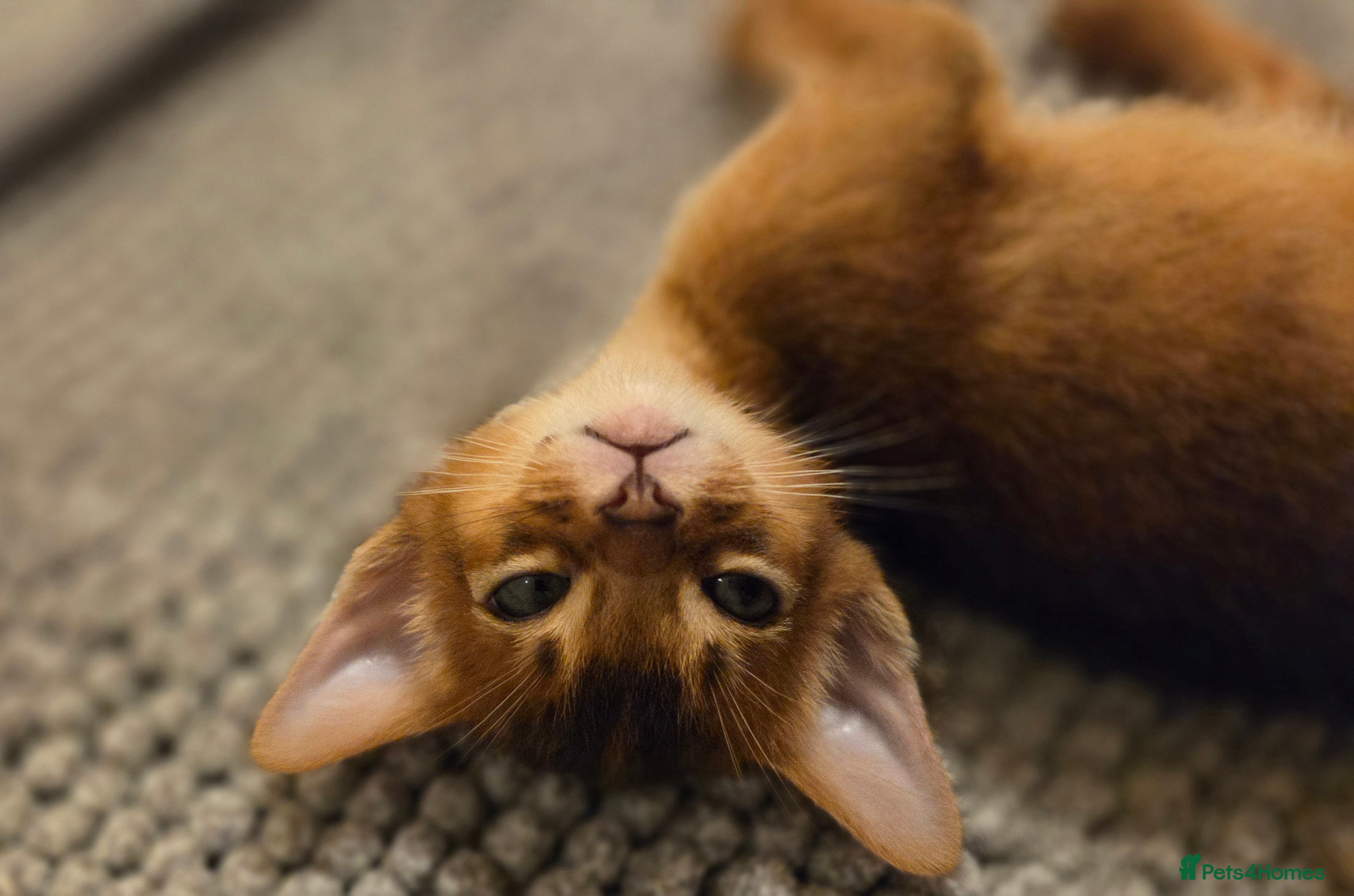 Abyssinian cats TICA-registered Abyssinian kittens - Advert 6