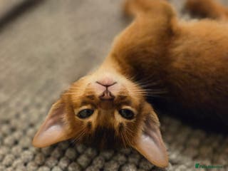 Abyssinian cats TICA-registered Abyssinian kittens - Advert 6