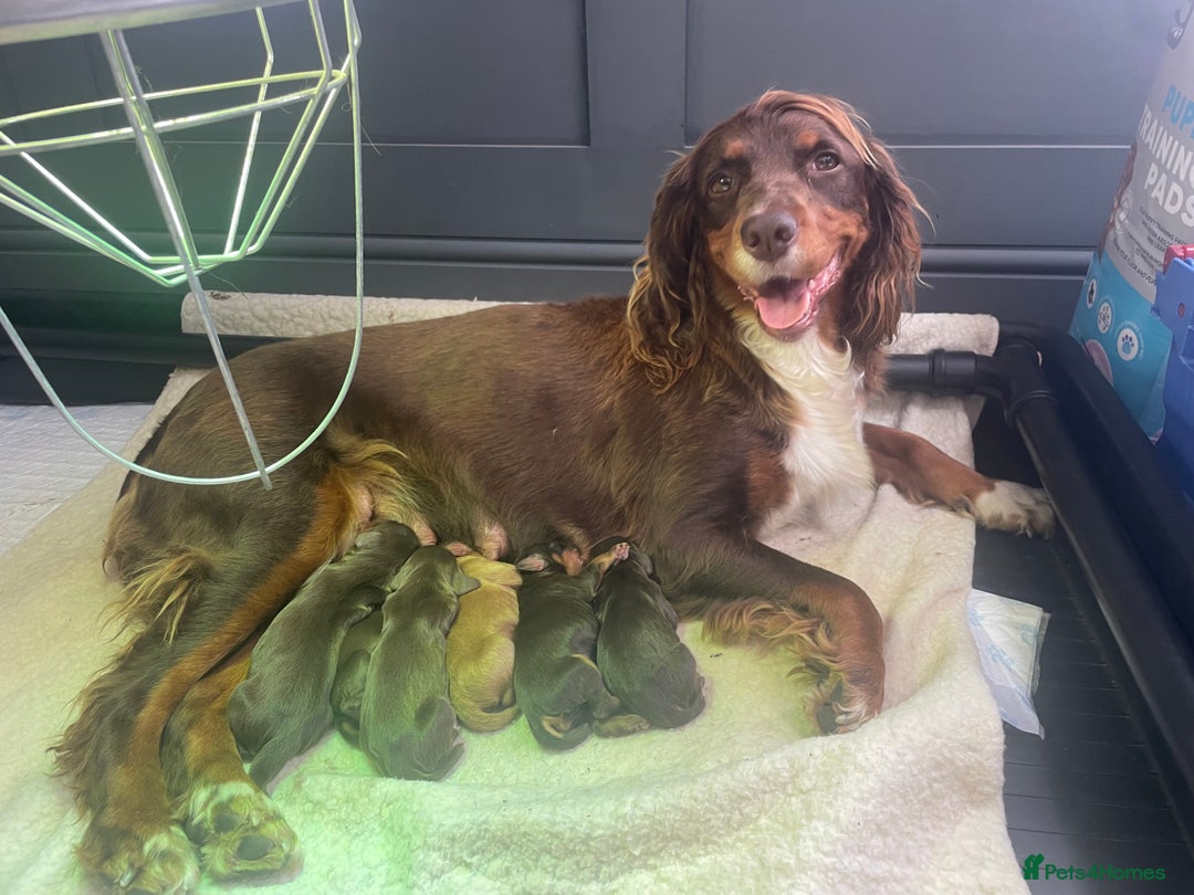 Cocker Spaniel dogs for sale: Make Working cocker spaniel puppies  - Image 15