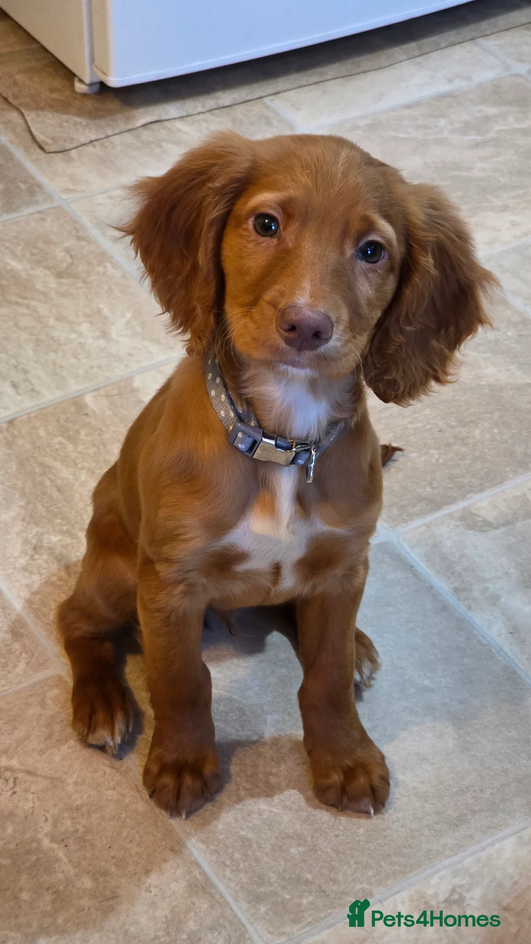 Cocker Spaniel dogs for sale: 15 week old cocker spaniel pup - Advert 5