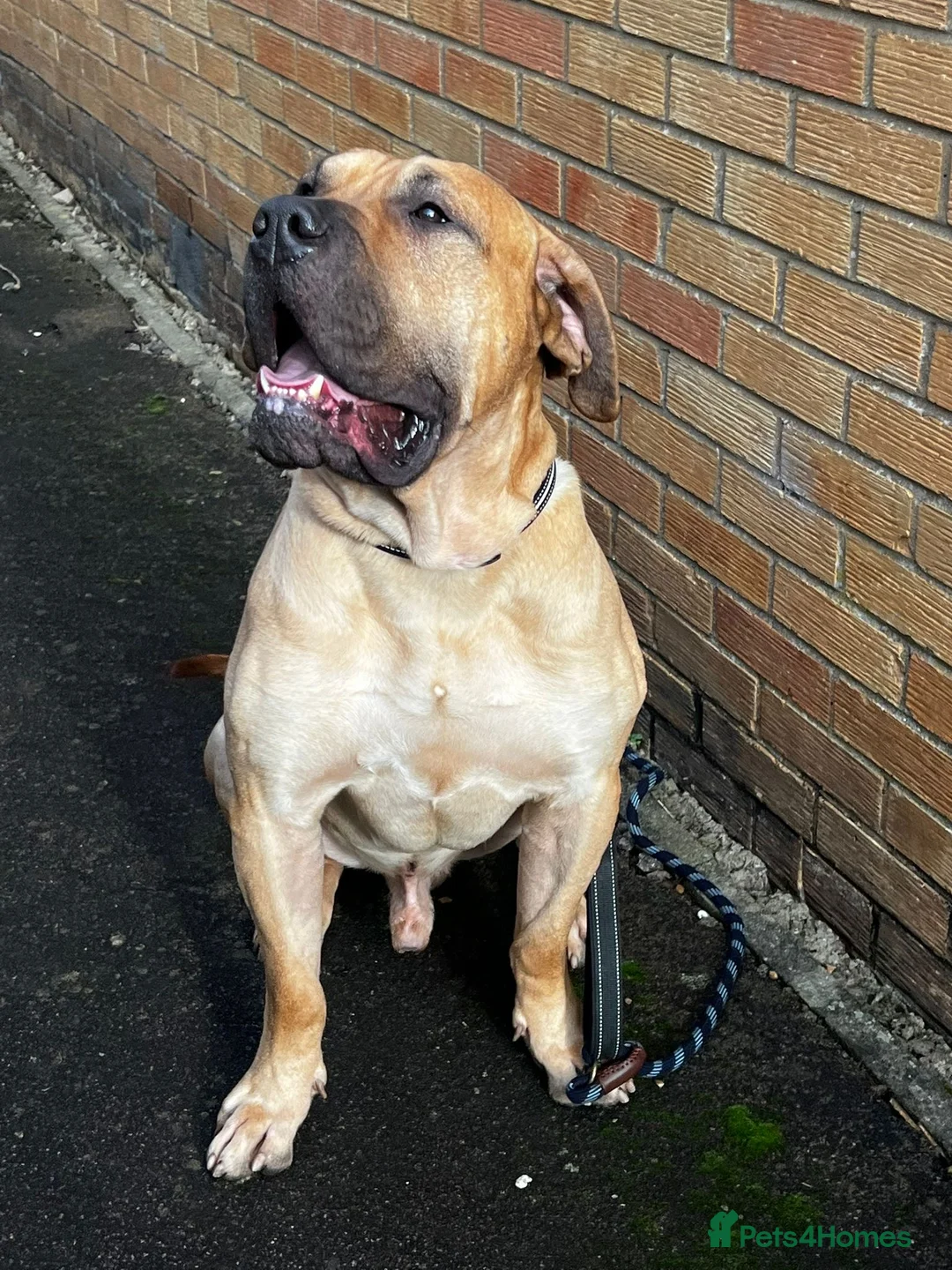 Presa Canario dogs for sale: 🏆 Champion Bloodline Presa Canario – Fawn Male 🐾 - Advert 3