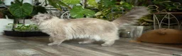 Ragdoll cats for sale: Beautiful Female Ragdoll – GCCF Active Registered in Helensburgh - Advert 7