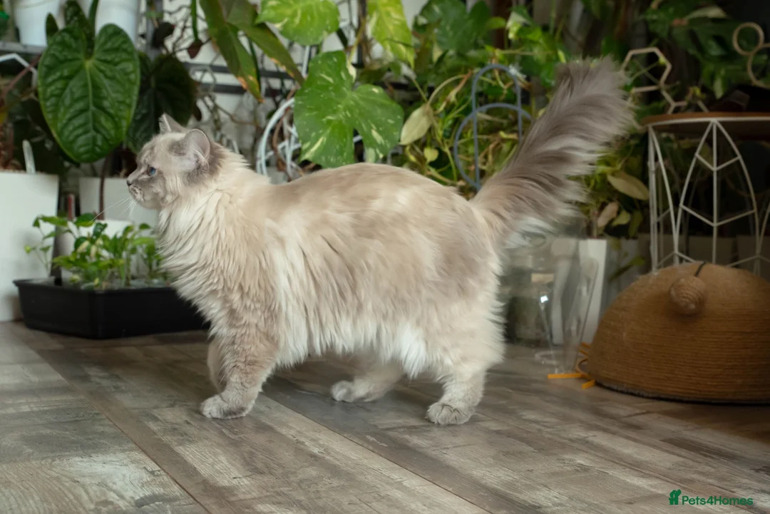 Ragdoll cats for sale: Beautiful Female Ragdoll – GCCF Active Registered in Helensburgh - Advert 7