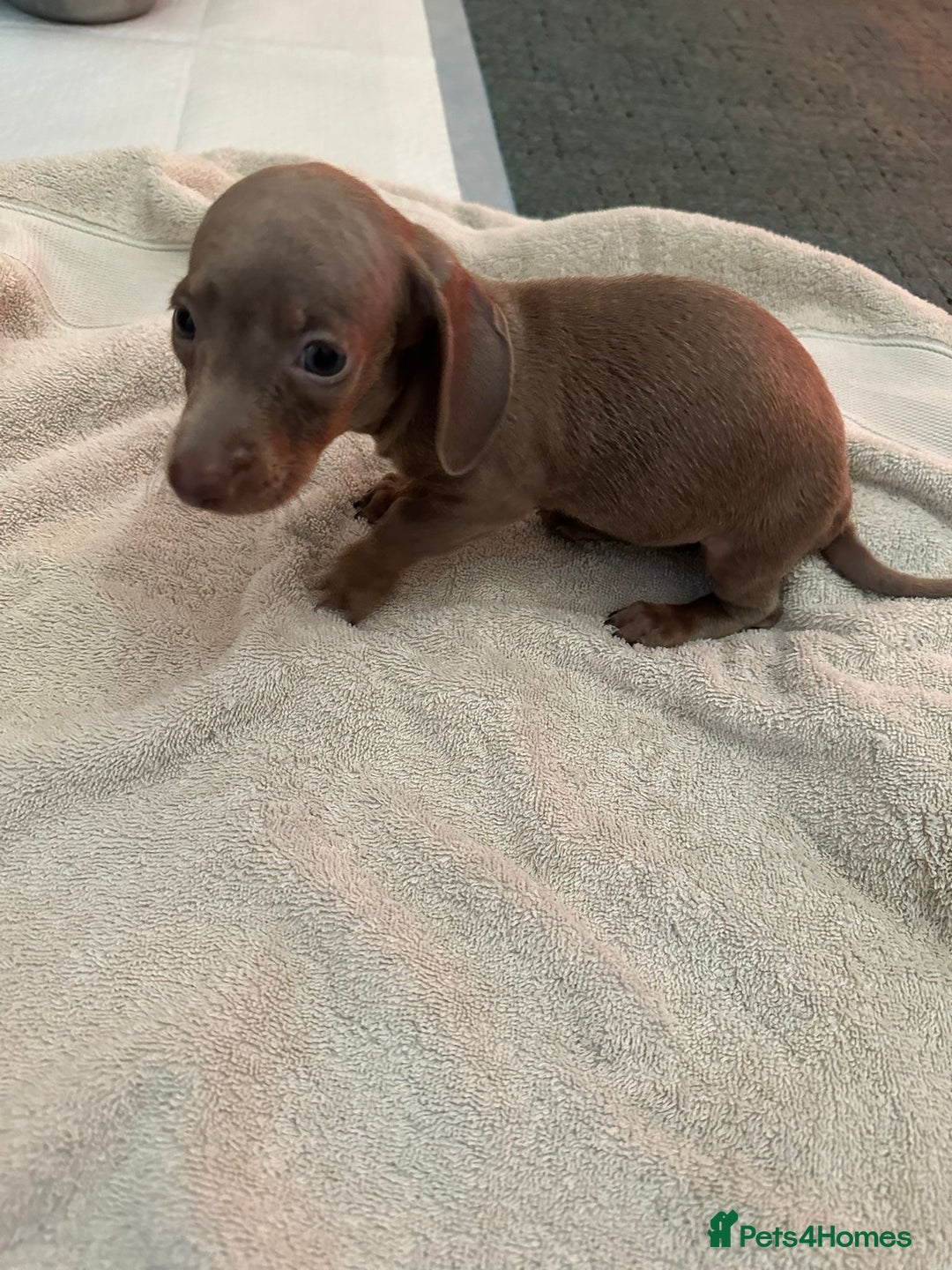 Miniature Dachshund dogs for sale: Miniature dachshunds - Advert 16