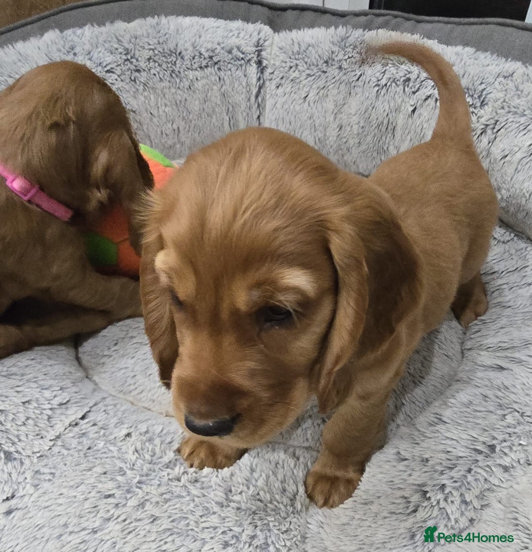 Cocker Spaniel dogs for sale: 🐾 Adorable Cocker Spaniel Puppies for Sale! 🐾 - Image 15