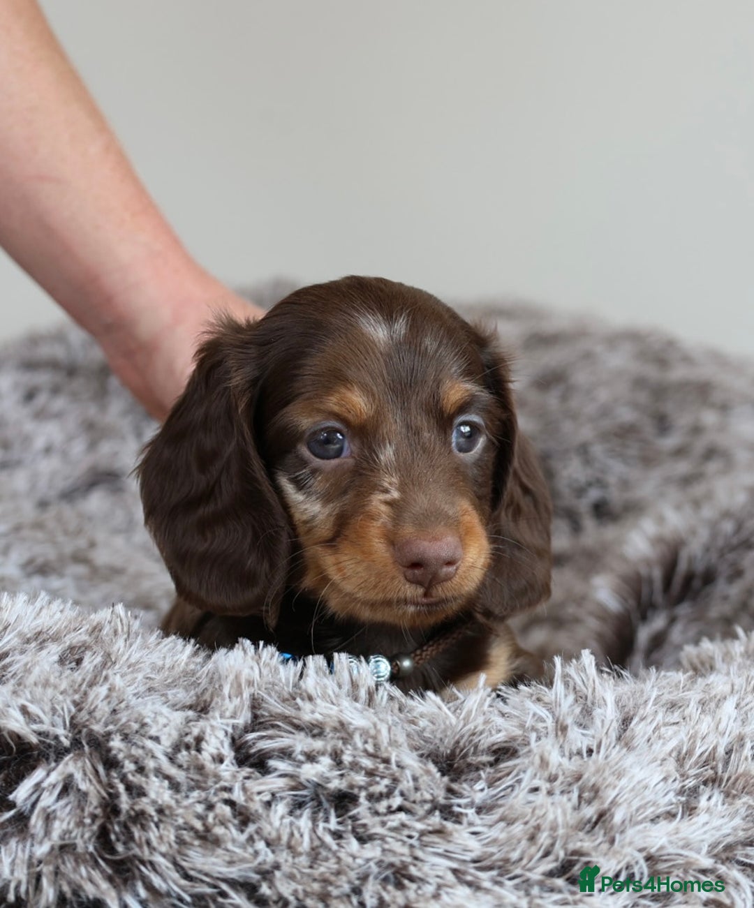 Miniature Dachshund dogs for sale: PEDIGREE MINIATURE LONGHAIRED DACHSHUNDS  - Image 18