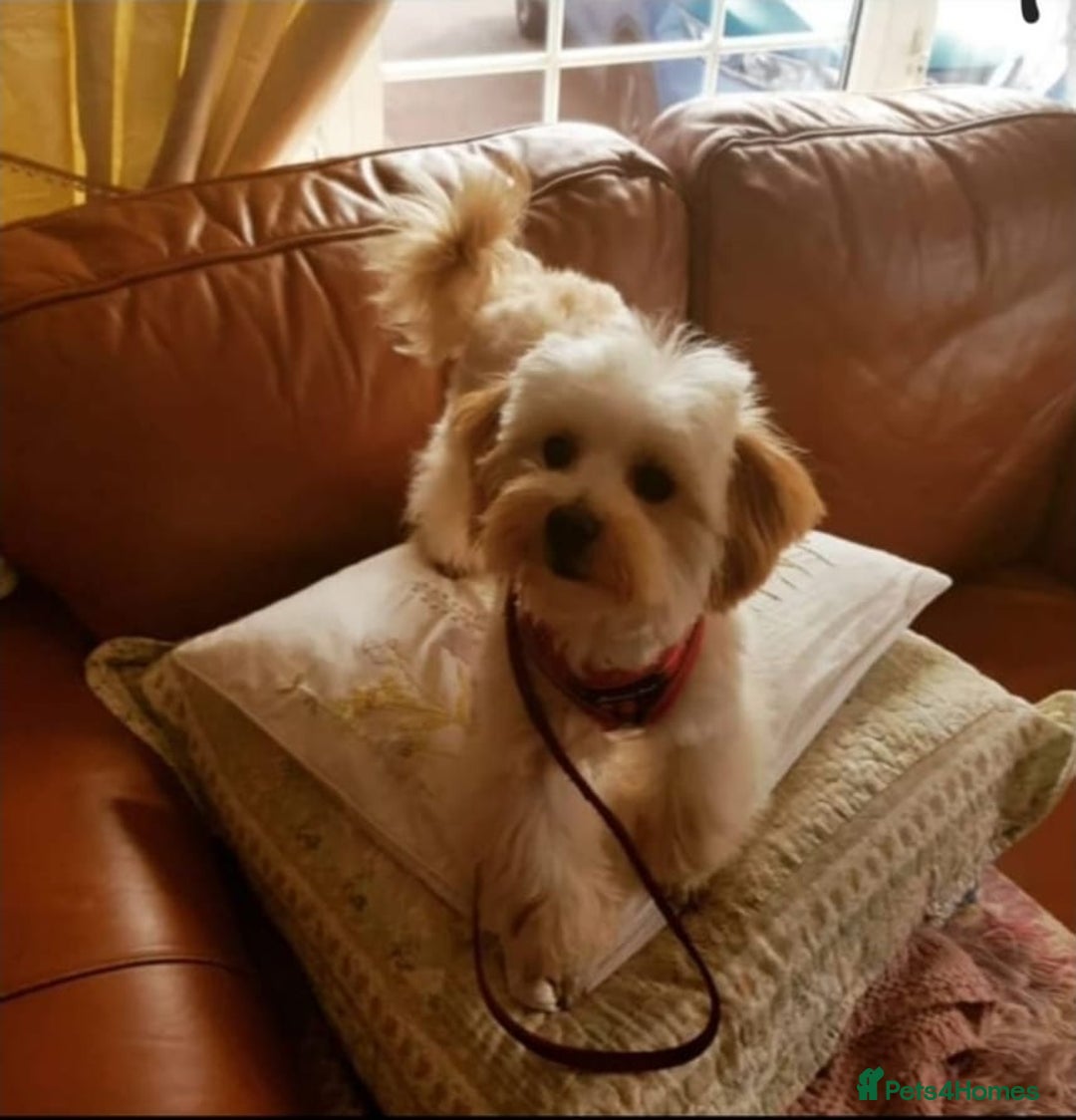 Maltipoo dogs for sale: F1b maltipoo puppies - Image 10