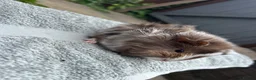 Guinea Pig rodents for sale: Female guinea pigs  - Advert 4