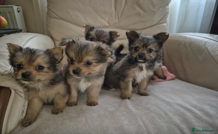 Mixed Breed dogs - Advert 1
