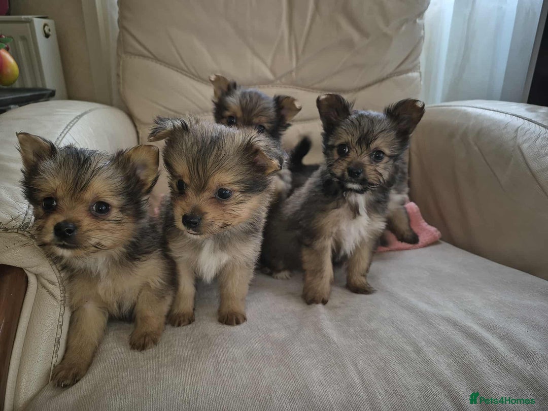 Mixed Breed dogs for sale: White yorkie (Biewer Terrier) X pomeranian  - Image 1