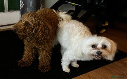 Maltipoo dogs for sale: Adorable Maltipoo  - Image 36