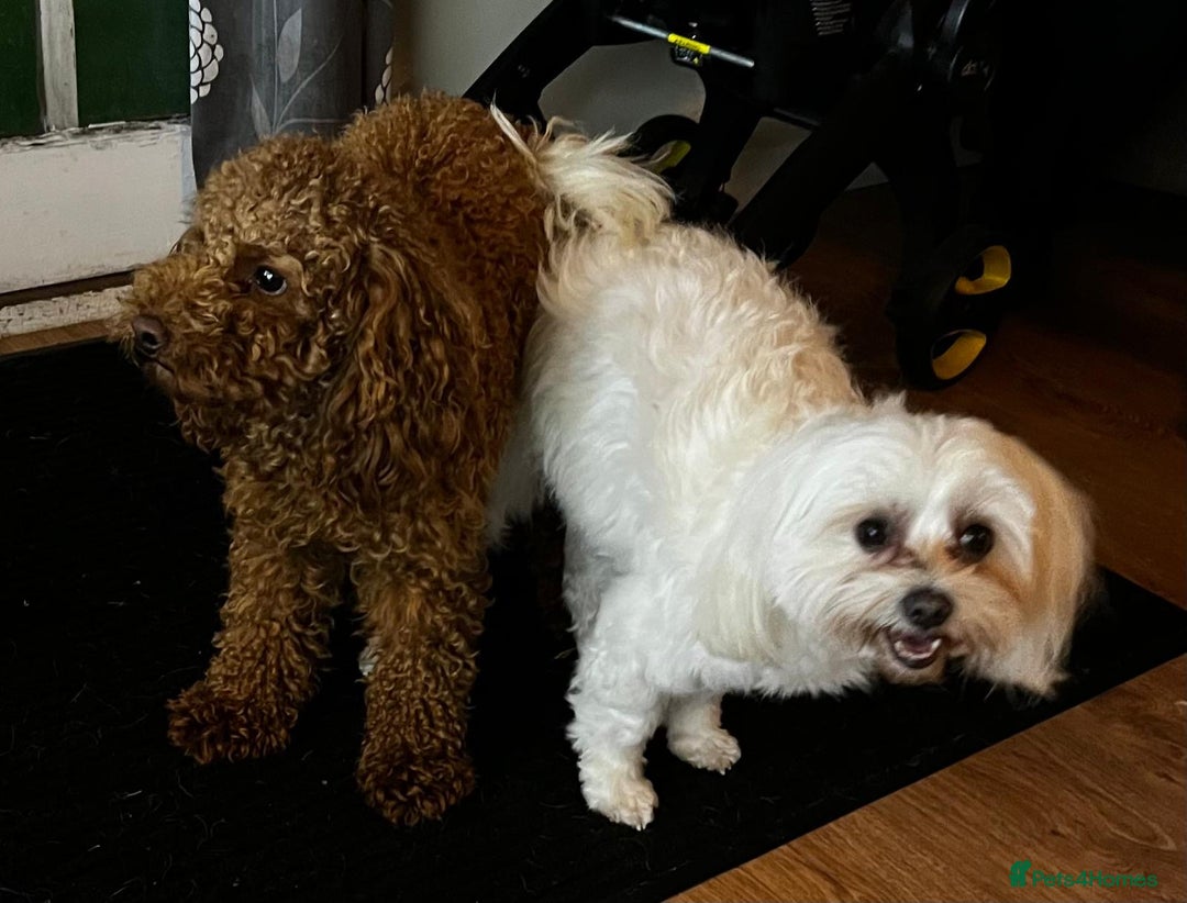 Maltipoo dogs for sale: Adorable Maltipoo  - Image 36