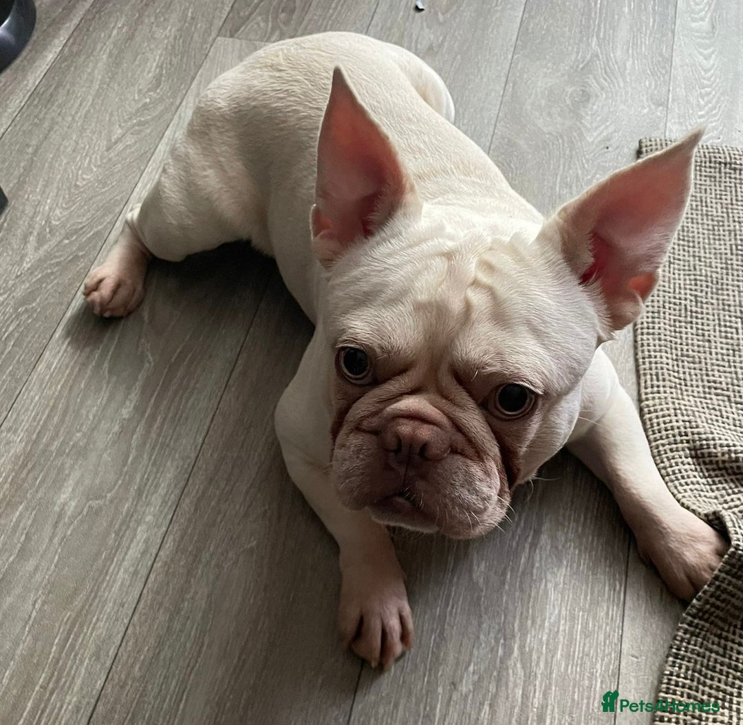 French Bulldog dogs for sale: Platinum Male French bulldog 22 months  - Image 10