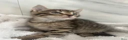 Mixed Breed cats for sale: BSH x tabby  - Advert 5