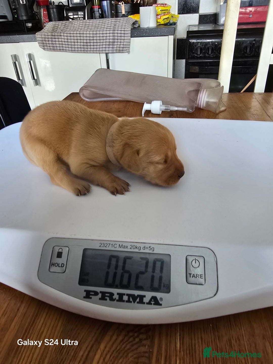 Labrador Retriever dogs for sale: KC REG Lab puppys x 2/11 ready to take home - Image 13
