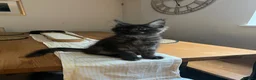 Maine Coon cats for sale: GCCF Maine coon boys ready now - Advert 7