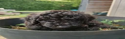 Standard Poodle dogs for sale: Two Beautiful Poodle Puppies left 🩷 - Advert 5