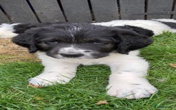 Bernedoodle dogs for sale: F1b St Berdoodle pups expected 15/9 - Image 10