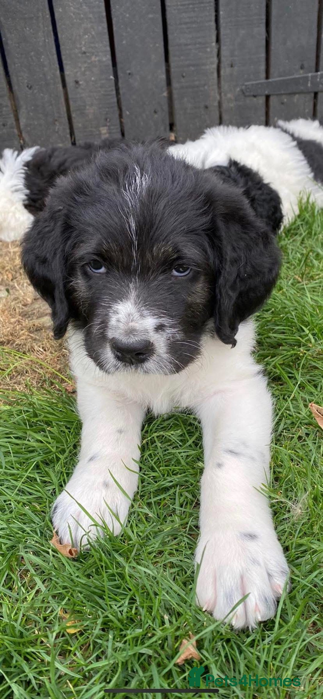 Bernedoodle dogs for sale: F1b St Berdoodle pups expected 15/9 - Image 10