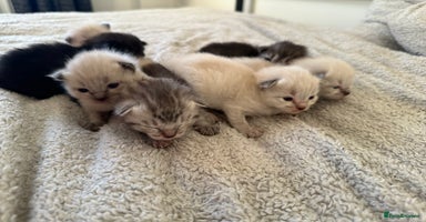 Ragdoll cats - Advert 15