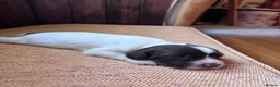 English Springer Spaniel dogs for sale: Beautiful Liver & White Springer Spaniel Puppies - Advert 7