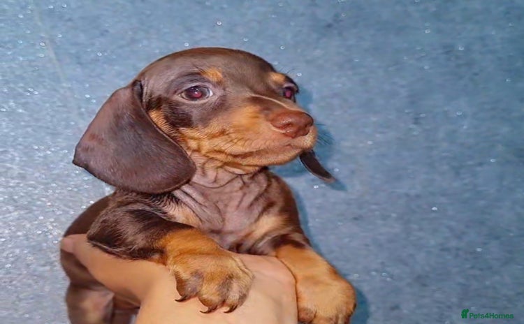 Miniature Dachshund dogs - Advert 5