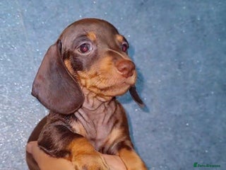 Miniature Dachshund dogs - Advert 26