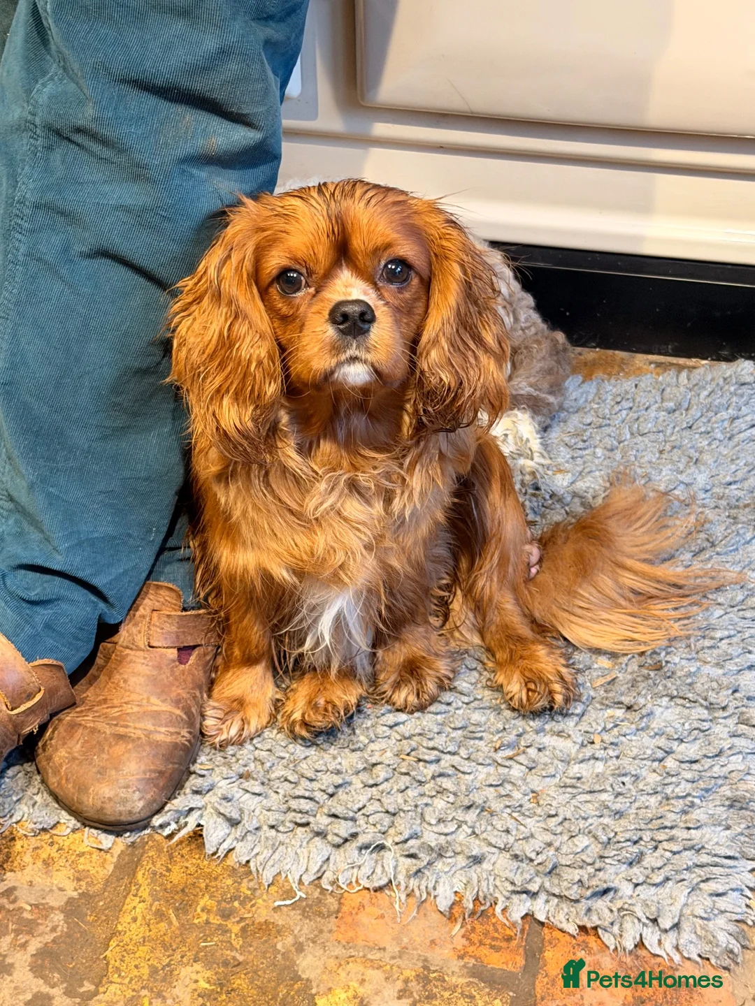 Cavapoo dogs for sale: F1 Cavapoo Waiting List  - Advert 3
