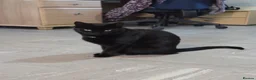 Domestic Shorthair cats for sale: 3 year old black cat looking for home - Advert 7