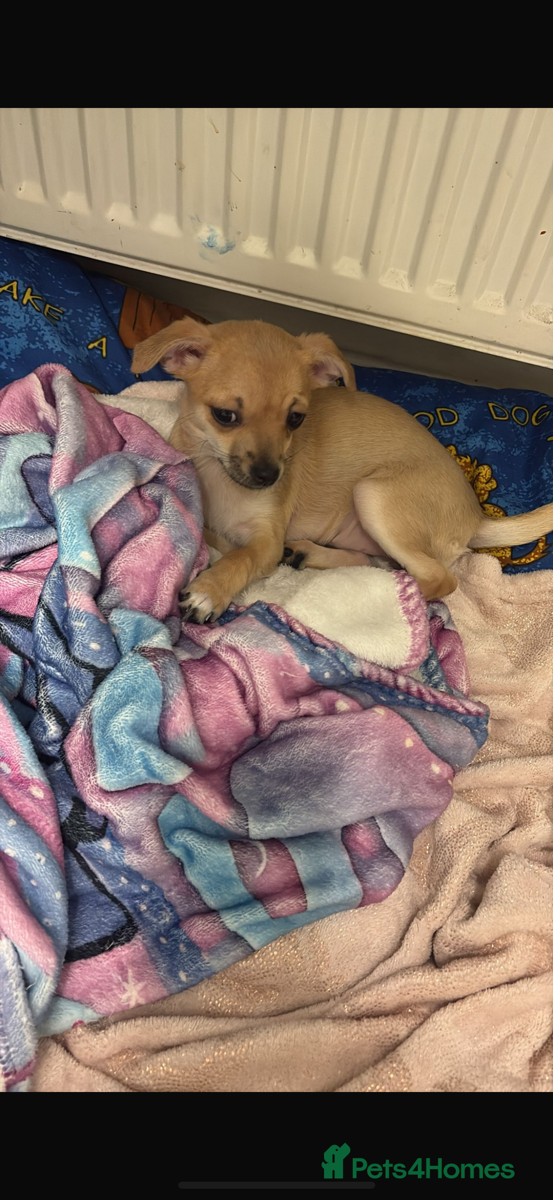 Chihuahua dogs for sale: Female chihuahua  - Advert 1