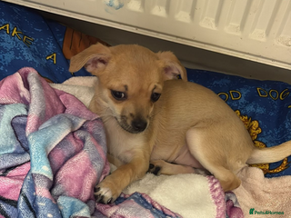 Chihuahua dogs Female chihuahua - Advert 1